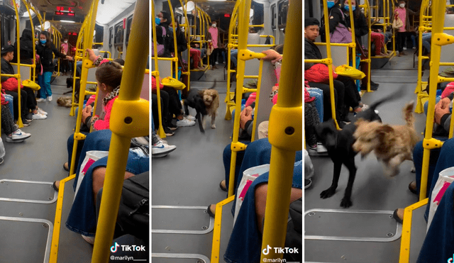 Los perritos pusieron la cuota de humor en el bus colombiano. Foto: composición LR/captura de TikTok/@Marilyn