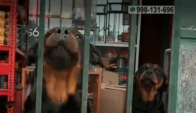Ambos rottweilers se convirtieron en el mejor sistema antirobos y ayudaron a sus dueños a evitar el asalto. Foto: captura de América TV