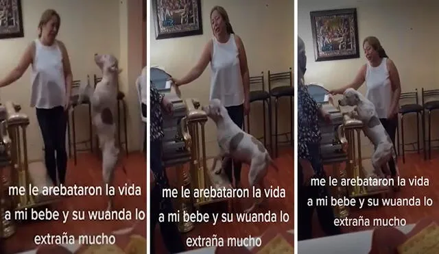 En todo momento, el animal se mostró ansioso y triste tras saber la noticia del fallecimiento de su dueño. Foto: composición LR/TikTok