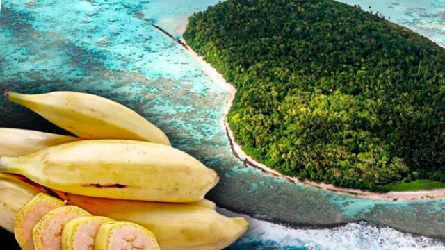 El plátano de isla es originario de Tahití. Foto: composición LR/ agraria/AFP