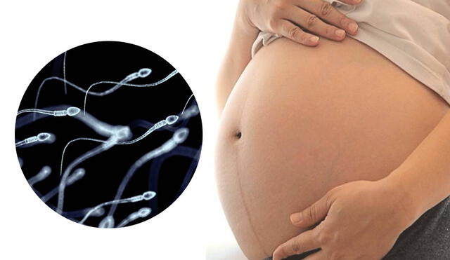 ¿Desde qué edad los espermatozoides pueden generar un embarazo? Foto: composición AFP y Universidad Estatal de Washington.