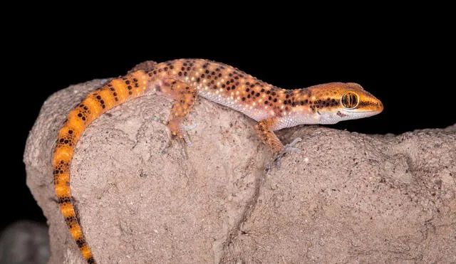 El gecko de Lima (Phyllodactylus sentosus) se ha refugiado en las huacas de Lima. Foto: Bernardo Roca-Rey