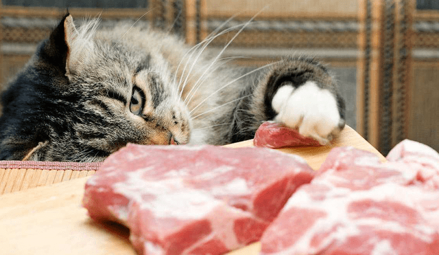 Aunque algunos alimentos sean saludables para las personas, pueden resultar letales para los gatos. Foto: iStock