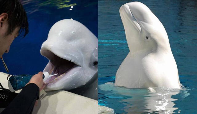 Las belugas son los únicos cetáceos en el mundo que puede doblar el cuelllo. Foto: composición LR/Zoorprendente