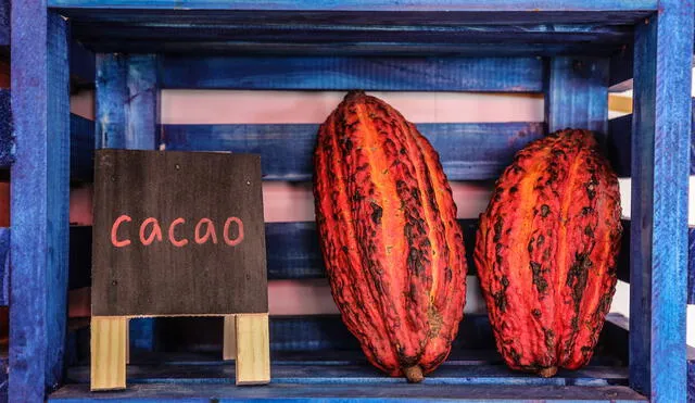 El “Día del Cacao y Chocolate Peruano” fue declarado en el año 2011, por el Ministerio de Desarrollo Agrario y Riego (Midagri), con el objetivo de promover la producción y difundir su consumo. Foto: Mincetur