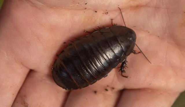 La cucaracha era considerada extinta desde la década de 1930. Foto: Justin Gilligan/NSW DPE