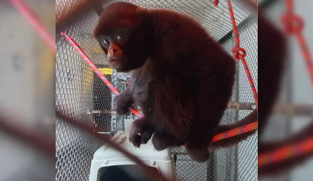 El primate se encuentra fuertemente amenazado debido a la pérdida de su hábitat. Foto: Serfor