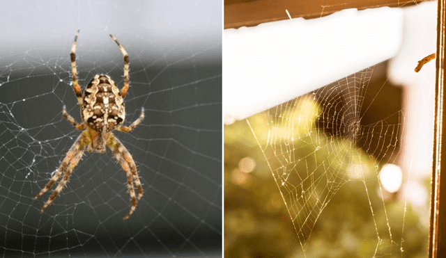 Las arañas no suelen estar en las telarañas que forjaron por una particular razón. Foto: composición LR/AFP/Amazon