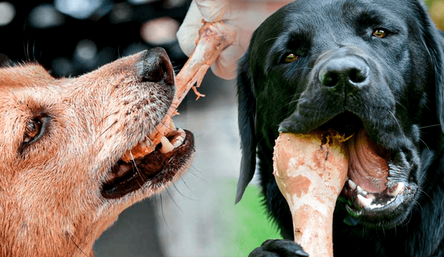 Un médico veterinario especializado en gastroenterología animal da a conocer los riesgos que supone dar de comer hueso a los perros. Foto: composición LR/MisAnimales/MundoPerro.net