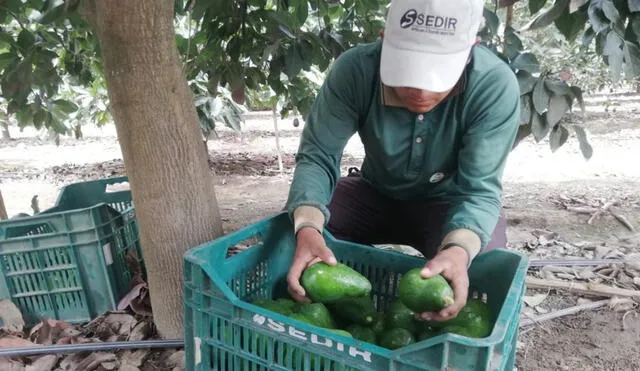 El Perú vendió las 7.007 toneladas de palta orgánica por 14 923 000 dólares. Foto: Sedir