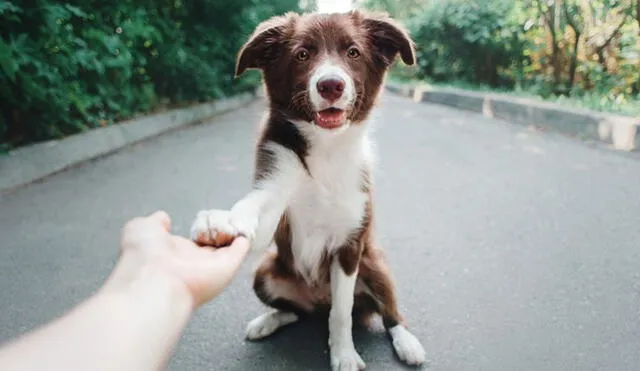 Con la aplicación de sencillos métodos, podrás enseñarle a tu perro a dar la pata. Foto: Diario Uno