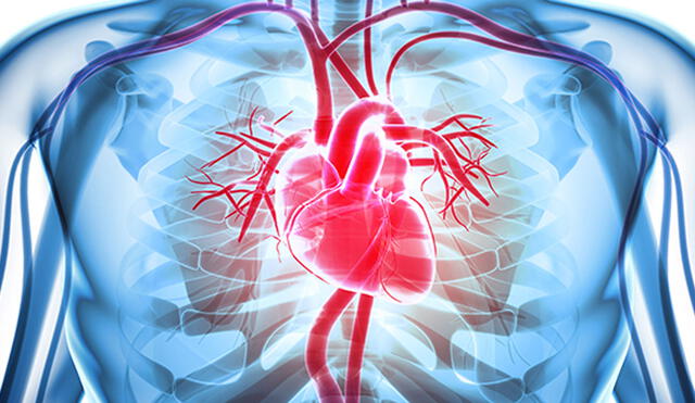Estudio sugiere que la oxitocina podría ayudar a reparar las lesiones cardíacas. Foto: referencial / Johns Hopkins