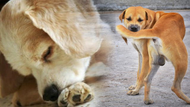 Conoce cuál sería la causa de que tu perro se muerda constantemente. Foto: composición LR/El diario de Carlos Paz/Shutterstock