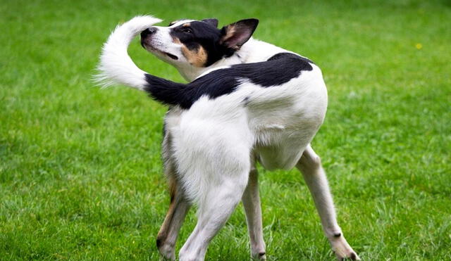Los perros que persiguen sus colas de forma repetitiva pueden tener algún problema de conducta a causa de su entorno. Foto: Entrenatuperro.online