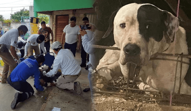 Las autoridades determinaron que el can no será sacrificado, ya que defendió su hogar ante la presencia de un intruso. Foto: composición LR/Alerta Chiapas/Excelsior.