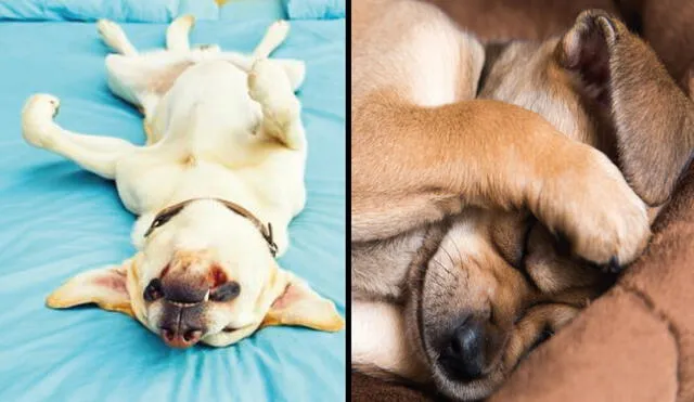 Conoce por qué los perros tiemblan cuando duermen y cómo se les puede ayudar. Foto: composición LR/ Wamiz