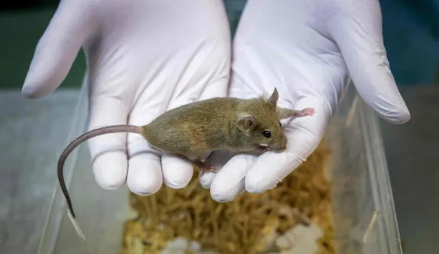 El experimento: los roedores recibieron neuronas de 3 pacientes con el síndrome de Timothy. Foto: AFP