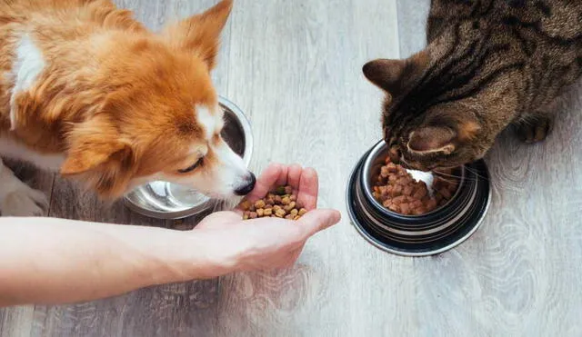 Conoce por qué no debes darle comida de gato a tu perro. Foto: Cronista/referencial