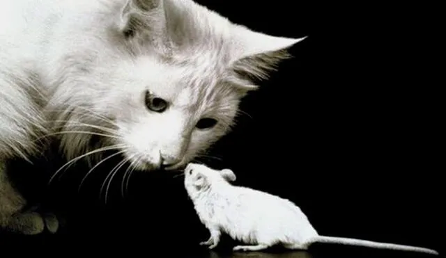 ¿Tener un gato en casa realmente ayuda a ahuyentar las ratas? Esto dicen los expertos. Foto: BBC