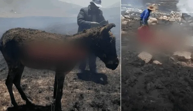 Animal y pobladores afectados por el incendio forestal. Foto: Composición LR/Fama Tv