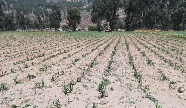 Helada afecta sembríos de maíz en Checacupe. Foto: Defensa Civil