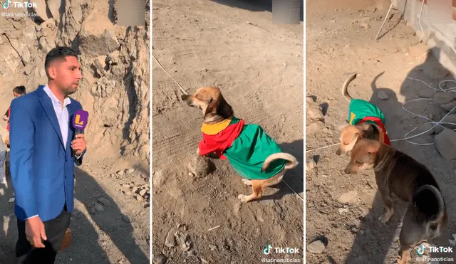 Las imágenes de la tierna mascota cautivaron los corazones de miles en las redes sociales. Foto: composición LR/captura de TikTok/@Latinanoticias