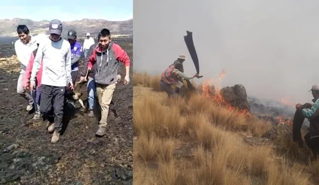 Pobladores trasladan vicuñas muertas producto del incendio forestal. Foto: Percy Calsina