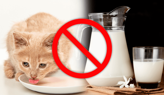 Se suele vincular a los gatos con la leche, sin embargo, no les traería ningún beneficio ingerirlo. Foto: composición de Jazmin Ceras/Freepik