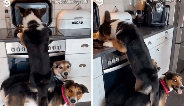 Los perritos sorprendieron a los usuarios por su habilidad para ayudar a su amigo. Foto: composición LR/captura de TikTok/@Funnybubbledog