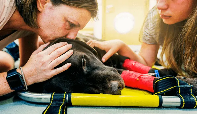 La eutanasia de perros debe ser realizada por un médico veterinario. Foto: Yahoo