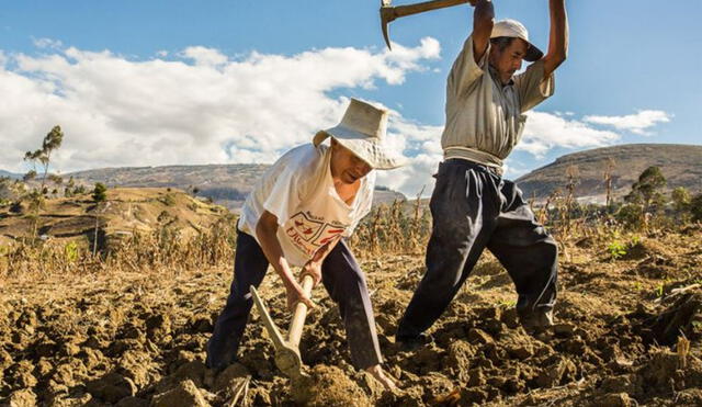 Fertilizantes: 23 empresas serán evaluadas como posibles proveedores de 44.000 toneladas de urea para el Perú. Foto: Agro Rural