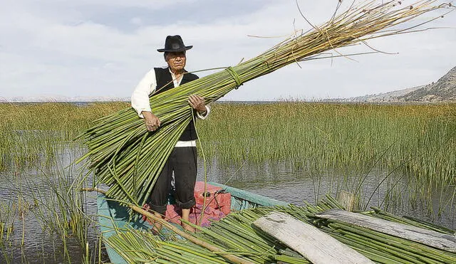 Planta acuática. El maestro artesano Miguel Flores Cuno, hace demostración de la extracción de la totora del lago Titicaca.  Foto: La República