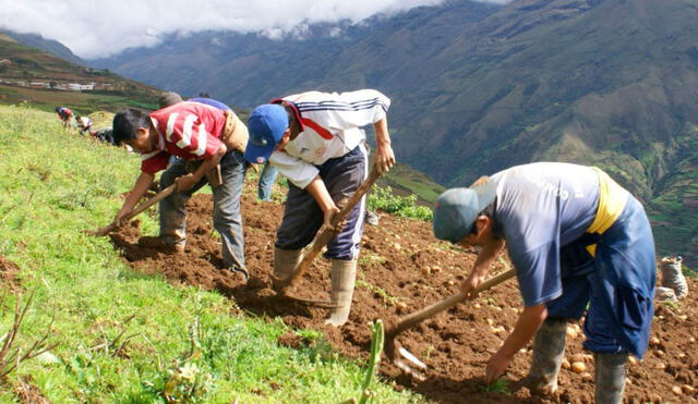 Programa financiamiento directo para la campaña agrícola a nivel nacional, aprobó 72.107 créditos por un monto de S/ 894,9 millones. Foto: Andina