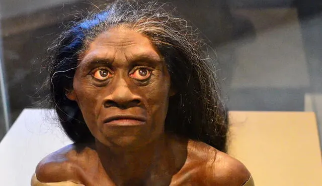 Modelo del Homo floresiensis. Foto: Harvard University