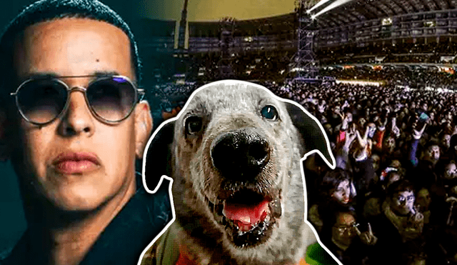 Daddy Yankee en Lima: puedes conseguir entrada para el concierto del 'Big Boss' si compras rifas para ayudar a refugio de perritos. Foto: composición de Gerson Cardoso/LR/Teleticket/Twitter/María Luz