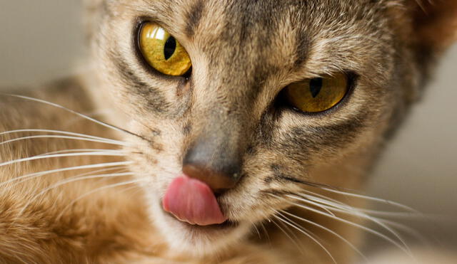 Según un estudio, gatitos tienen algunos rasgos de psicopatía humana, como audacia, desinhibición y mezquindad. Foto: Flickr/Peter Hasselbom
