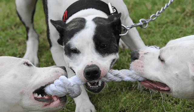 La anciana no resistió al ataque de los perros y falleció en el hospital. Foto: referencial / AFP.