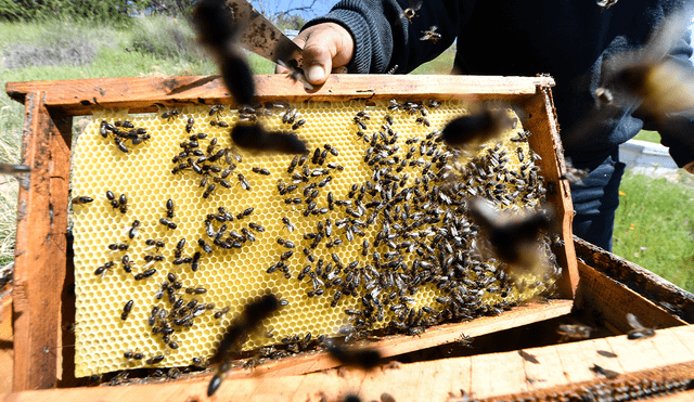 La mujer enfrentará cargos de agresión y homicidio involuntario tras lanzar el enjambre de abejas. Foto: AFP