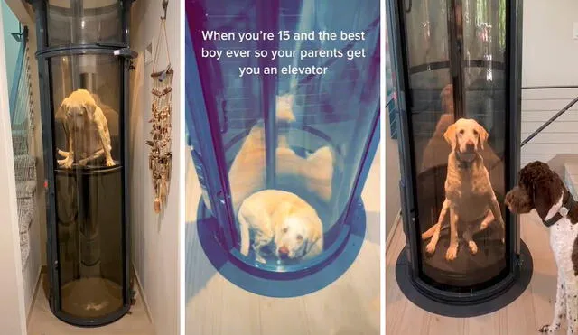 Cada vez que quería estar en la planta baja, el perro se metía a su ascensor y se acomodaba sin problemas en el interior. Foto: composición LR/TikTok/@loganmend624