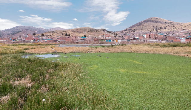 Flora acuática.  Las algas brotan por el exceso de nutrientes en el agua contaminada con las aguas servidas de la ciudad.