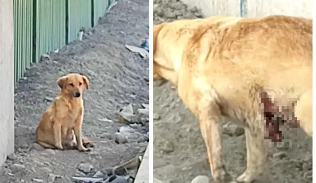 El can presenta una herida abierta en su abdomen. Foto: cortesía