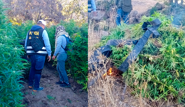 Ica: Policía encuentra plantaciones de marihuana. Foto: composición LR/PNP