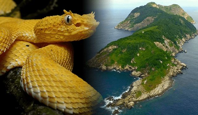 La Isla de las Cobras es un sitio sumamente peligroso por las serpientes que habitan en el lugar, que se ubica muy cerca de Sao Paulo, Brasil. Foto: composición de Fabrizio Oviedo/LR/Infobae/Viajar