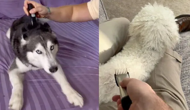 Se puede cortar el pelo de un perro con una máquina de hombre hot sale