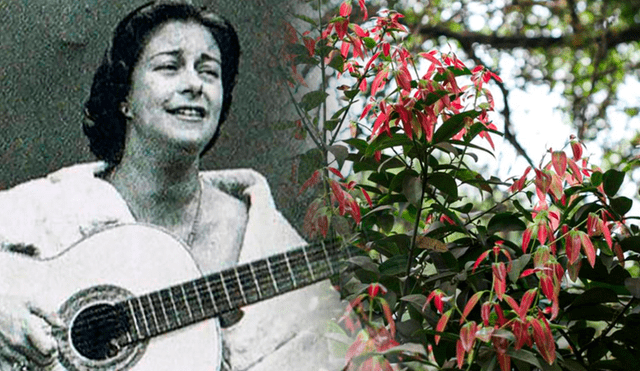Chabuca Granda inmortalizó la frase "la flor de la canela" con el título de su clásica canción. Foto: composición de Jazmin Ceras LR/archivo Infobae/elblogdelatabla