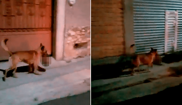 Perro carga cabeza humana con su hocico en Zacatecas. Foto: captura video/Twitter/@AlertaMundial