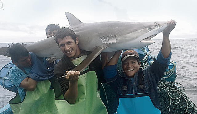 Al norte. La pesca y comercialización de tiburón es fuente de ingresos para los pescadores.