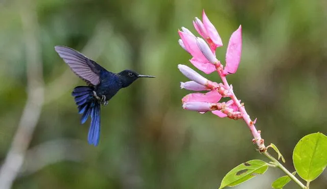 Diversas especies de colibríes pueden visualizarse en Alto Mayo. Foto: Andina