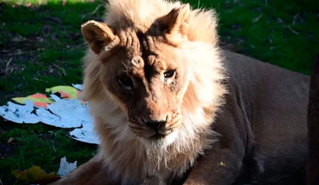 A la leona Zuri, de 18 años, le ha crecido una melena desde finales de 2020. Foto:  Topeka Zoo & Conservation Center