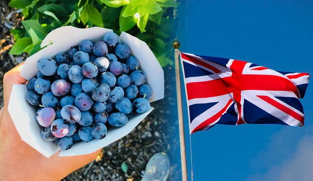 Perú es uno de los principales exportadores de fruta del mundo. Foto: composición LR